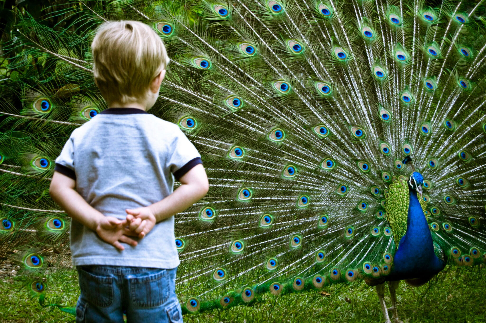young boy and peacock, hawaii